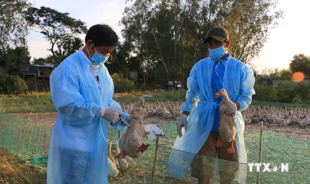 Vịt nuôi lấy trứng được cán bộ thú y xã Thông Bình, huyện Tân Hồng tiêm vaccine cúm gia cầm. Ảnh: Nhựt An - TTXVN