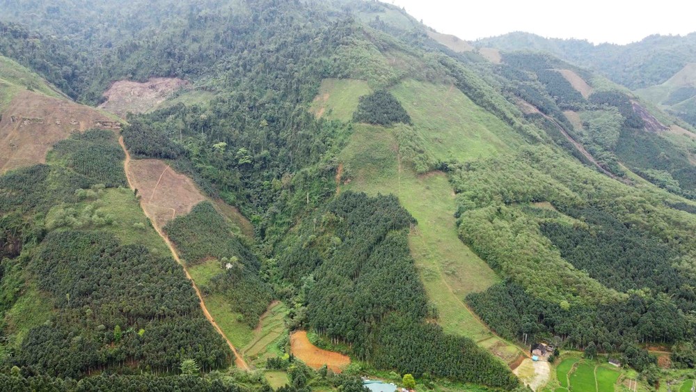 Năm 2023, Tuyên Quang phấn đấu trồng hơn 9.700 ha; duy trì hiệu quả diện tích rừng trồng là hơn 190.000 ha, tăng diện tích rừng cấp chứng chỉ FSC lên hơn 90.000 ha vào năm 2026; duy trì tỷ lệ che phủ rừng trên 65%. Ảnh: Vũ Sinh – TTXVN