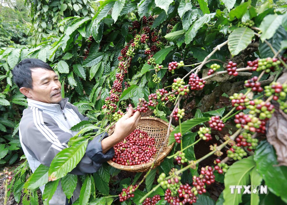 Tỉnh Đắk Lắk dẫn đầu khu vực miền Trung - Tây Nguyên về số lượng hợp tác xã nông nghiệp