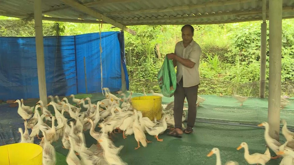Những nông dân Hre sản xuất kinh doanh giỏi ở Quảng Ngãi