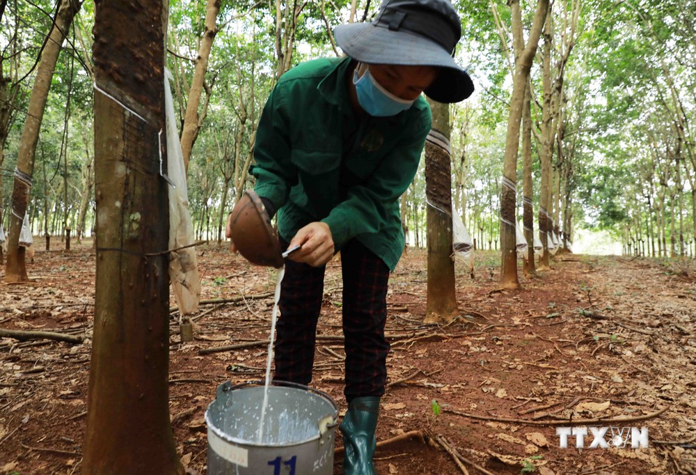 Bình Phước: Hỗ trợ nông dân chuyển giao kỹ thuật, phát triển cây cao su bền vững