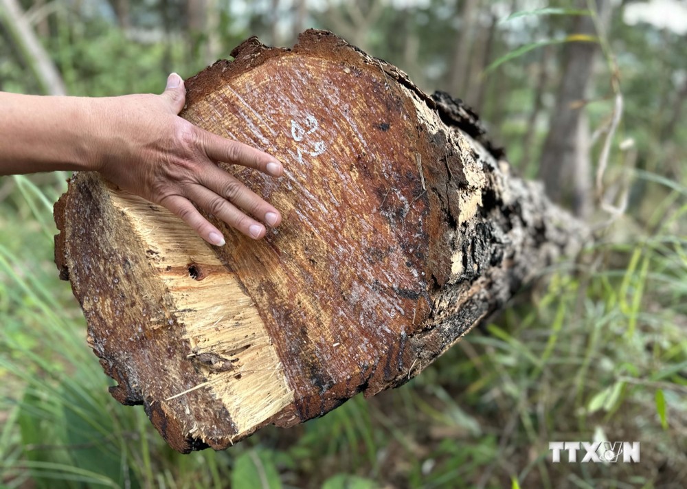 Lâm Đồng: Điều tra vụ gần 150 cây thông hàng chục năm tuổi bị cưa hạ trái phép
