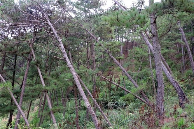 Phản hồi thông tin của TTXVN: Kiểm điểm tập thể, cá nhân trong vụ hàng trăm cây thông rừng bị đầu độc tại Lâm Đồng