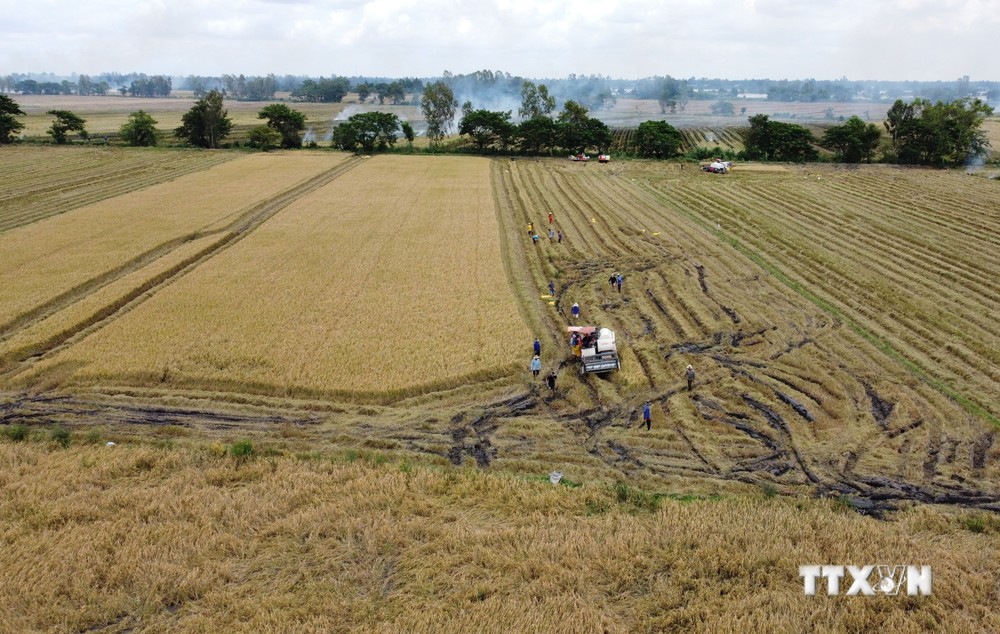 Đồng Tháp đặt mục tiêu đến năm 2025 có 100% diện tích lúa được cấp mã vùng trồng