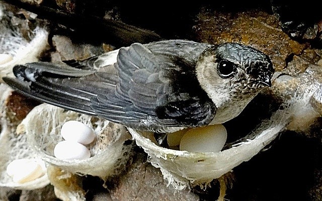 Đắk Lắk ngăn chặn tình trạng săn bắt trái phép chim yến