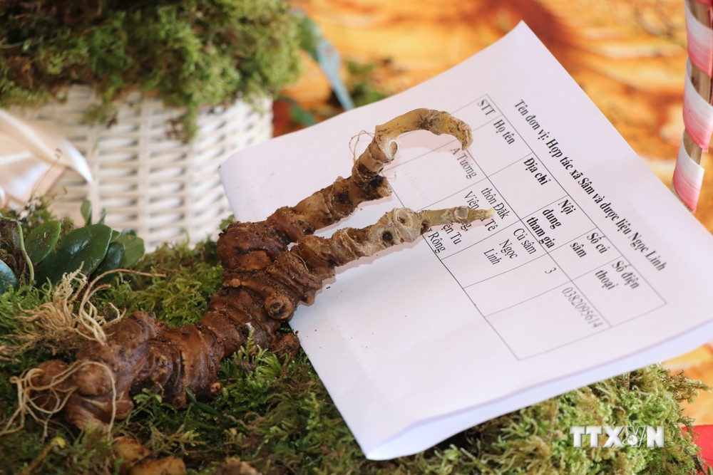 Một mẫu sản phẩm củ sâm Ngọc Linh được trưng bày tại Cuộc thi sâm Ngọc Linh trong khuôn khổ Phiên chợ sâm Ngọc Linh lần thứ 2 tổ chức tại huyện Tu Mơ Rông (tỉnh Kon Tum) tháng 2/2023. Ảnh: Khoa Chương - TTXVN