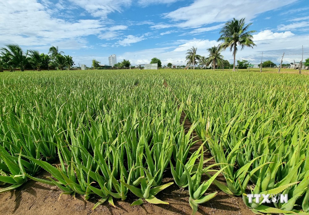 Ninh Thuận đẩy mạnh chuyển đổi cây trồng để nâng cao hiệu quả sản xuất