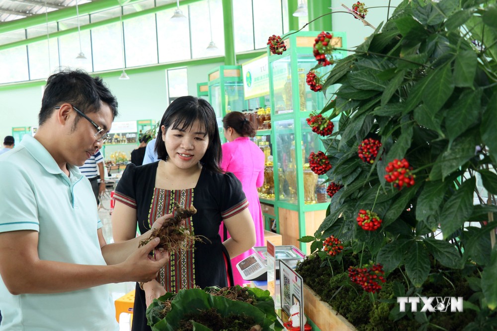 Quảng Nam: Khai mạc lễ hội sâm Ngọc Linh và kỷ niệm 20 năm tái lập huyện Nam Trà My