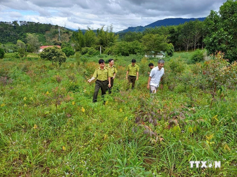 Kon Tum: Bảo vệ và tận dụng phát triển sinh kế từ rừng