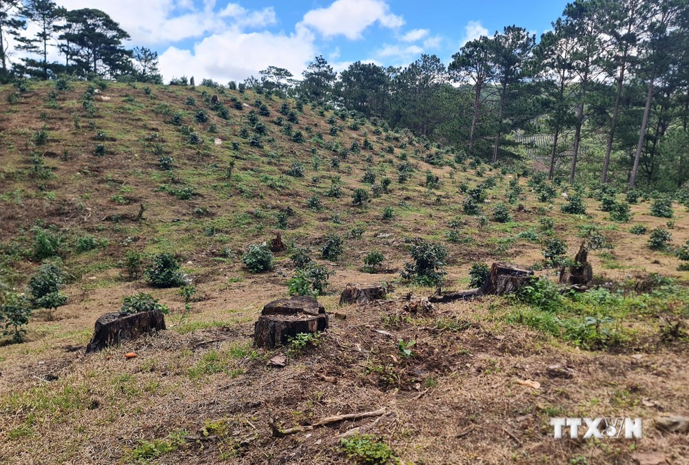Bảo vệ rừng thông ở Lâm Đồng: Loay hoay câu chuyện người trồng - kẻ phá