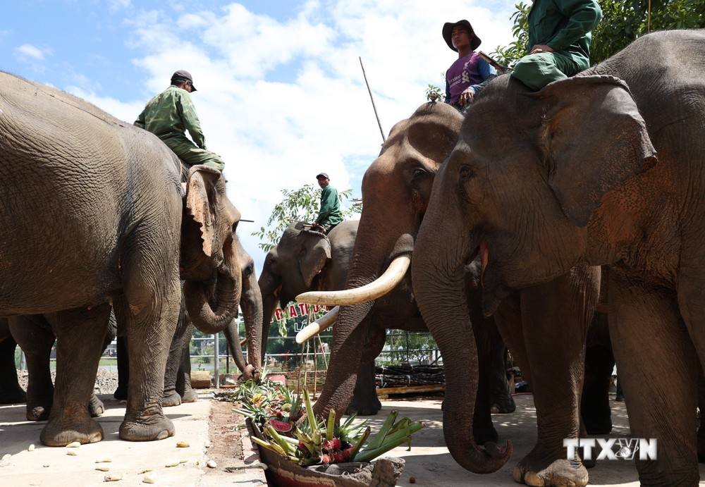 Mở "tiệc buffet" cho đàn voi nhà nhân “Ngày quốc tế voi 12/8”