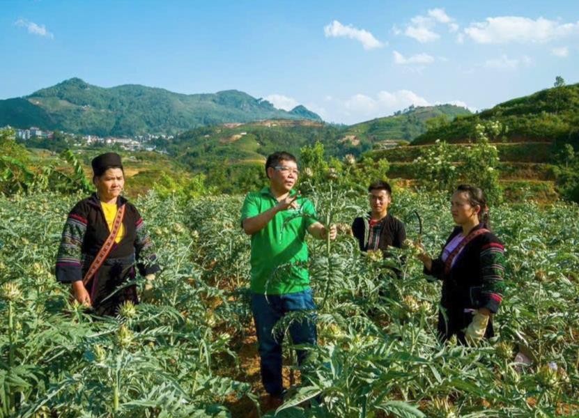 Cây dược liệu được trồng nhiều ở Sa Pa, Bắc Hà, Si Ma Cai, Bát Xát (Lào Cai) với nhiều loài quý. Ảnh: nongnghiep.vn