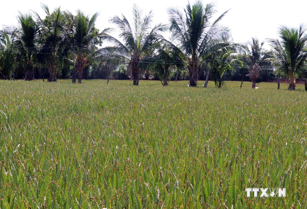 Ninh Thuận: Xây dựng lộ trình phát triển sản xuất nông nghiệp hữu cơ
