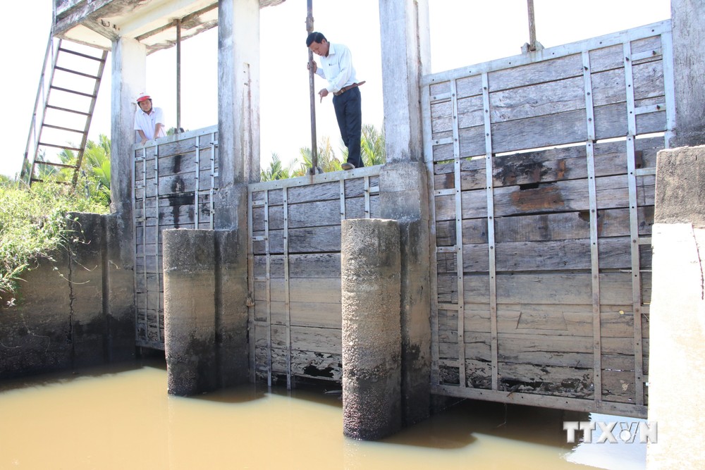Quảng Ngãi: Hàng trăm ha lúa bị ảnh hưởng do đập ngăn mặn, trữ ngọt hỏng