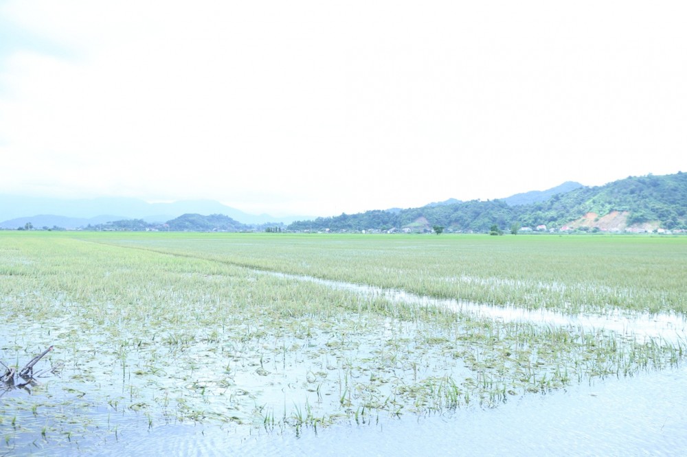Đắk Lắk: Mưa lớn gây ngập gần 670 ha lúa Hè Thu, hai người bị lũ cuốn trôi