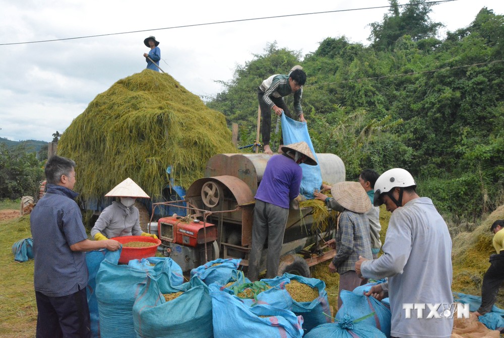 Đắk Lắk chủ động thu hoạch lúa để hạn chế thiệt hại do mưa lũ gây ra