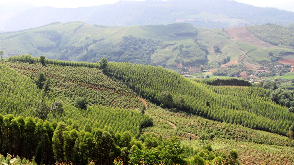 Bắc Giang đẩy mạnh trồng rừng và bảo vệ rừng. Ảnh: baobacgiang.com.vn