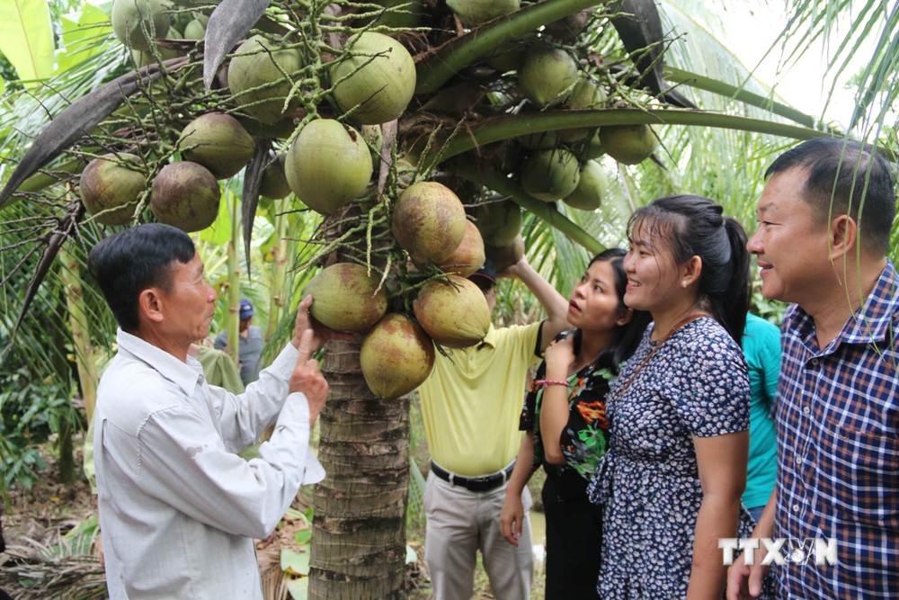 Trà Vinh: Liên kết mở rộng diện tích và nâng tầm giá trị cây dừa