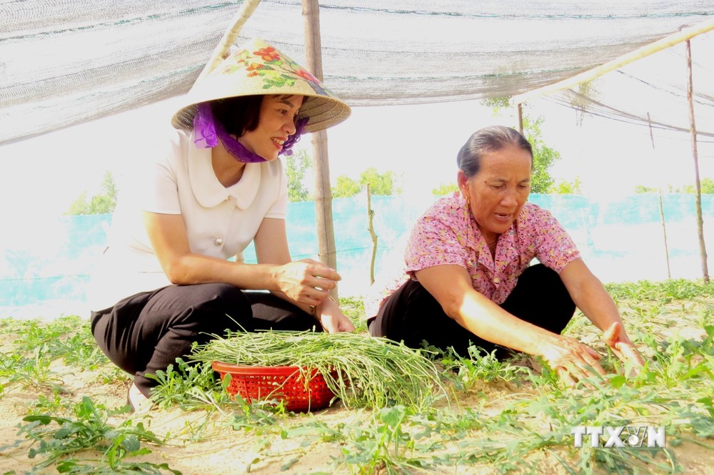 Triển vọng phát triển kinh tế từ cây Sa sâm trên vùng đất cát Quảng Bình