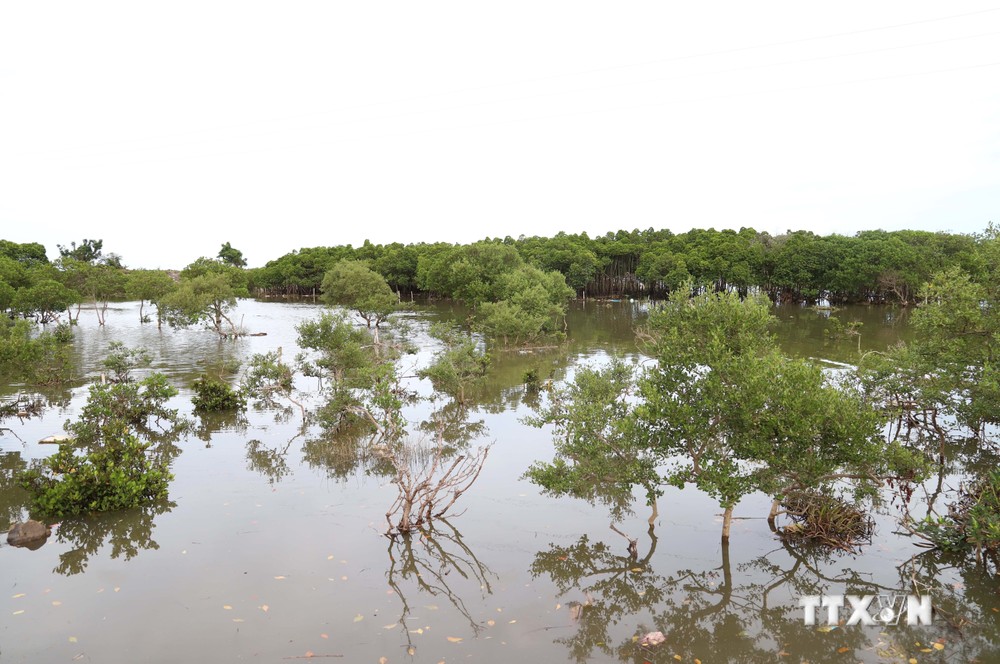 Lợi ích kép từ “vành đai xanh” rừng ngập mặn ở vùng ven biển