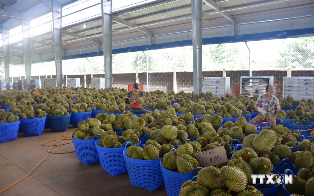 Vụ thu hoạch sầu riêng tại Đắk Lắk: Tranh mua tranh bán và những hệ lụy