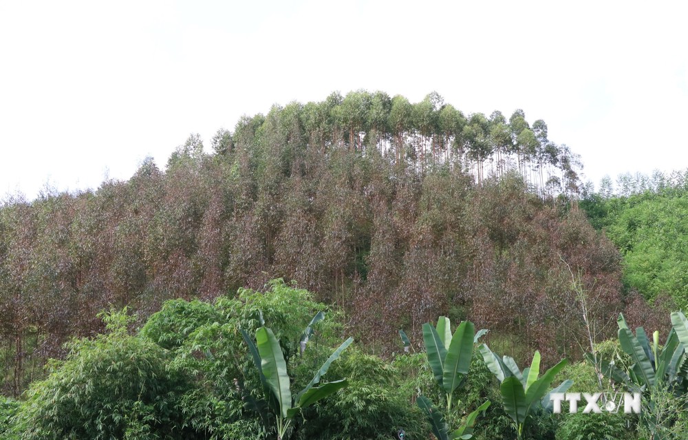 Thái Nguyên chưa rõ nguyên nhân hàng chục ha bạch đàn bị khô lá