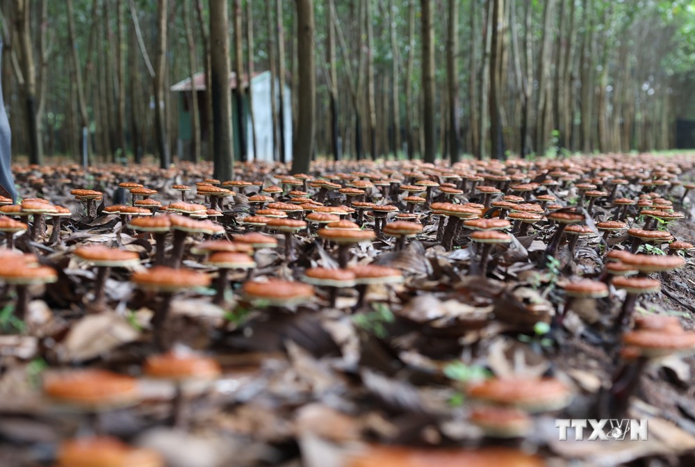 Triển vọng từ mô hình trồng nấm Linh chi đỏ dưới tán rừng ở huyện Krông Bông