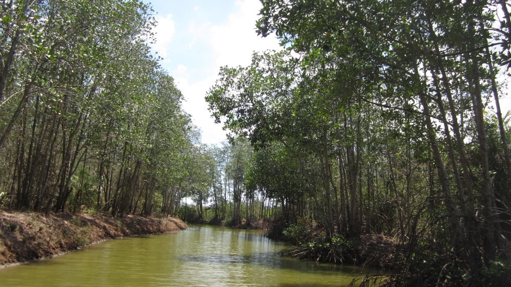 Trà Vinh đặt mục tiêu năm đến 2025 đạt hơn 12.000 ha rừng ngập mặn