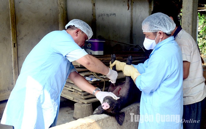 Cán bộ Chi cục Chăn nuôi, Thú y và Thuỷ sản lấy mẫu lợn xét nghiệm bệnh. Ảnh: baotuyenquang.com.vn