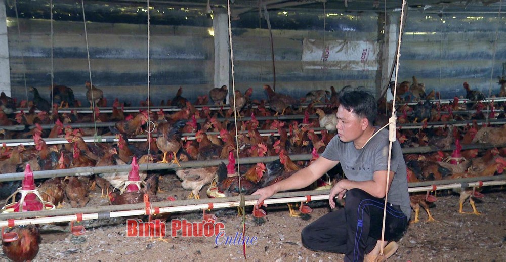 Bình Phước xây dựng 11 vùng chăn nuôi an toàn dịch bệnh