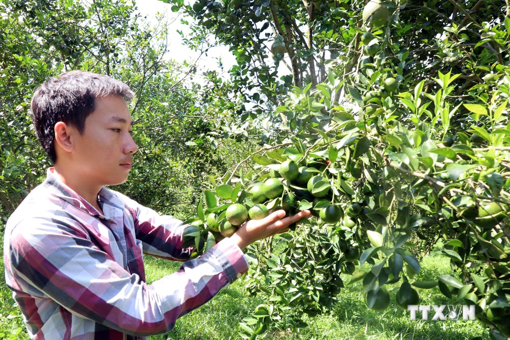 Nguyễn Thái Sơn - Chàng trai 9X với mô hình vườn cây ăn trái theo hướng hữu cơ