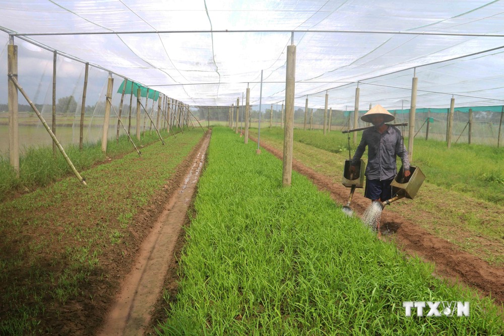 Chăm sóc vườn rau muống trồng trong nhà lưới tại xã Ngũ Lạc, huyện Duyên Hải (Trà Vinh). Ảnh: Thanh Hoà - TTXVN