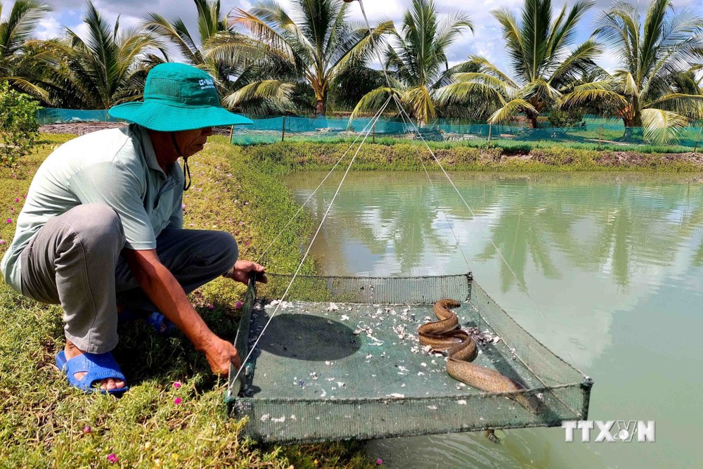 Phát triển mô hình nuôi cá gắn với bảo vệ vùng ngọt hóa ở xã Tân Thành