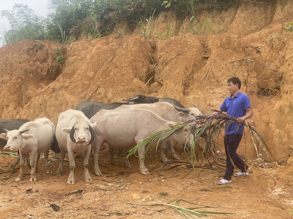 Từ ngồn vốn vay tín dụng chính sách gia đình anh Hà Văn Xâm (dân tộc Mường) tại bản Cốc, xã Nam Tiến, huyện Quan Hoá đã đầu tư mô hình chă nuôi trâu, bò. Hiện tại gia đình đang có 2 con bò 8 con trâu trưởng thành. Thu nhập bình quân mỗi năm đạt trên 100 t
