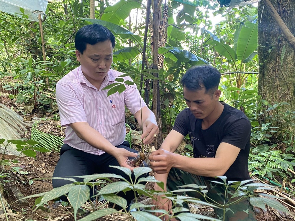 Người dân tộc thiểu số tại huyện Tu Mơ Rông (Kon Tum) vay vốn từ Ngân hàng Chính sách Xã hội để đầu tư trồng sâm Ngọc Linh, cho hiệu quả kinh tế cao. Ảnh: Khoa Chương - TTXVN