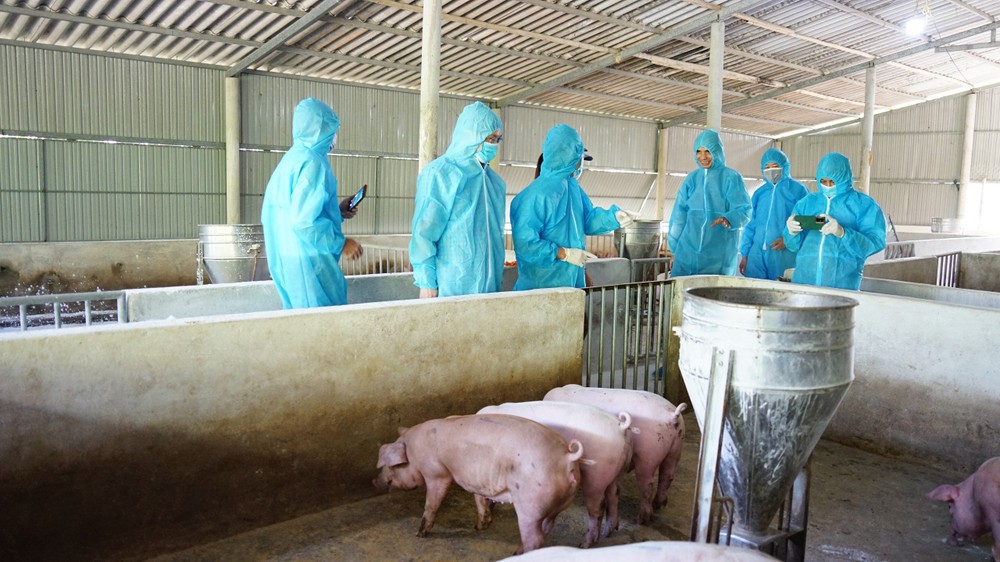 Dịch tả lợn châu Phi ở Quảng Trị đã được khống chế