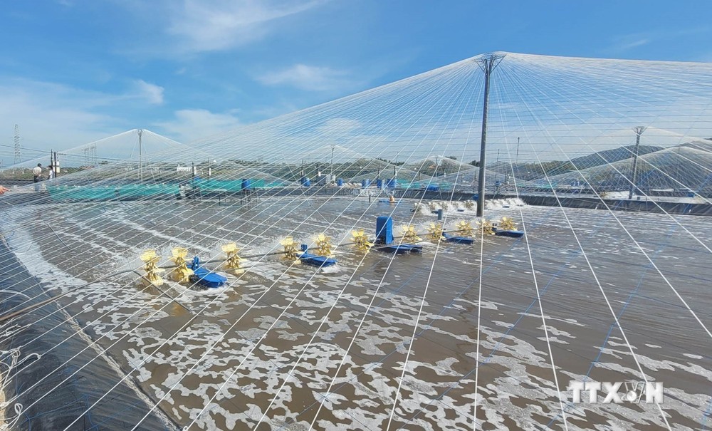 Tăng lợi nhuận nhờ ứng dụng công nghệ cao vào nuôi trồng thủy sản ở Bà Rịa-Vũng Tàu