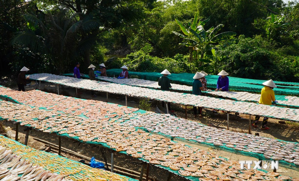 Làng cá khô Phú Thọ (Đồng Tháp) tăng công suất vụ Tết