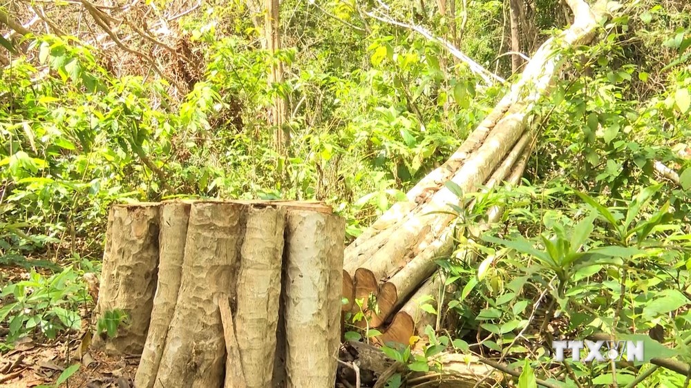 Gia Lai kỷ luật cảnh cáo tập thể và cá nhân để xảy ra sai phạm trong quản lý, bảo vệ rừng