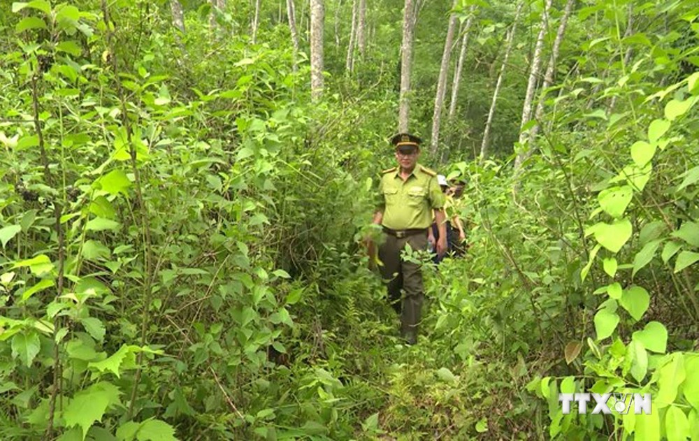 Thanh Hóa duy trì lực lượng thường trực bảo vệ rừng 24/24 giờ