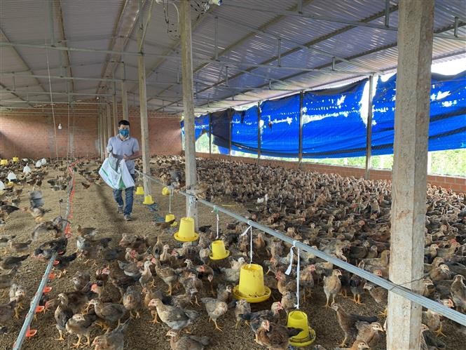 Anh Nguyễn Vĩnh Thắng nuôi gà trên đệm lót sinh học có thu nhập cao