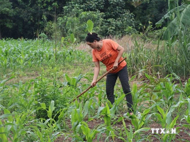 Gia đình bà Lý Chánh Kiêu, thôn Bình Giai, xã Phước Minh thoát nghèo nhờ vay vốn trồng cây sầu riêng và xen canh cây ngô. Ảnh: Sỹ Tuyên - TTXVN