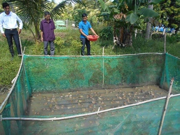 Mô hình nuôi ếch sinh sản xen cá của anh Nguyễn Minh Nhựt. Ảnh: nongdan.com.vn