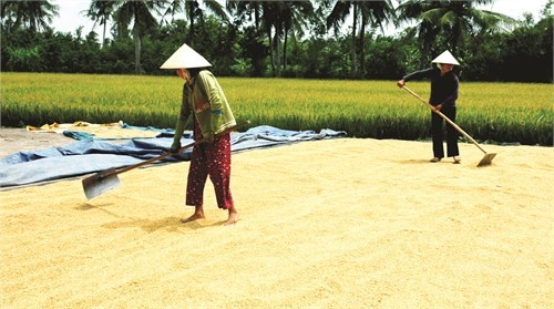 Nhiều hộ nông dân ở xã Vịnh Hưng, huyện Vĩnh Lợi được mùa nhờ tham gia mô hình cánh đồng mẫu lớn. Ảnh: dantocmiennui.vn