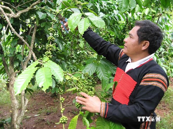 Khuyến cáo người dân thu hoạch cà phê đảm bảo chất lượng