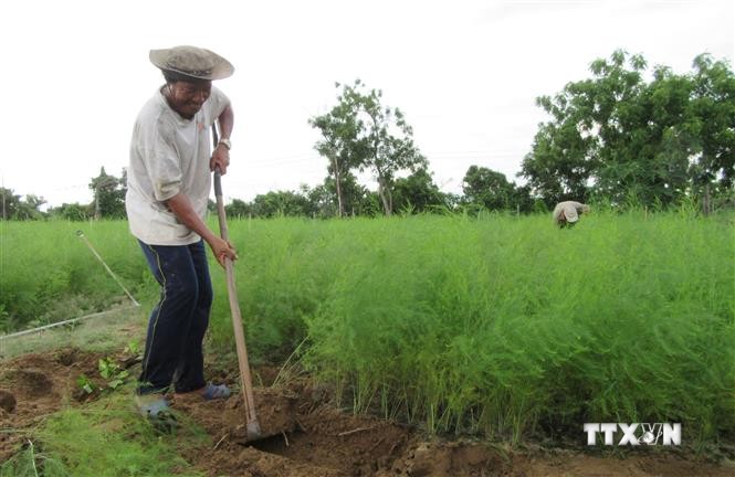 Măng tây đang là một trong những cây trồng giúp nông dân Ninh Thuận thoát nghèo, vươn lên làm giàu. Ảnh: Nguyễn Thành – TTXVN