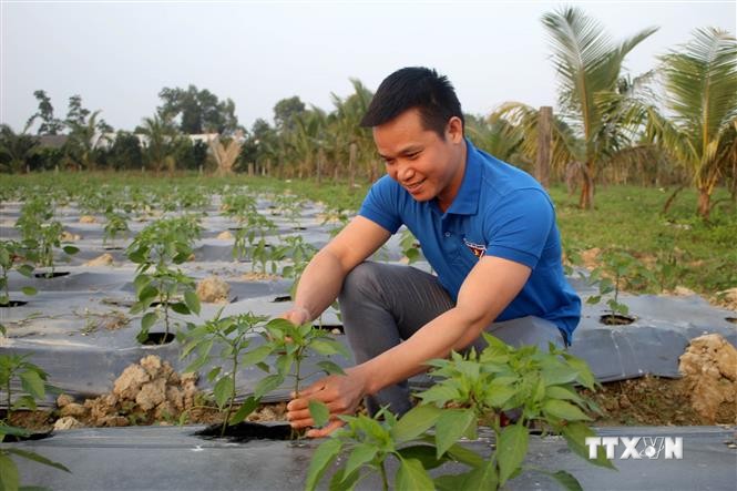 Mô hình trồng cây ớt an toàn xuất khẩu giúp gia đình anh Thôi vươn lên làm giàu với thu nhập trên 1 tỷ đồng/năm. Ảnh: Nguyễn Nam-TTXVN