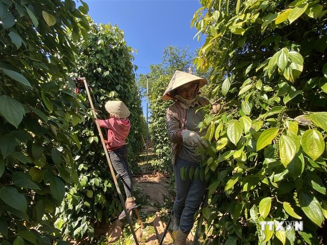 Sản phẩm OCOP ở Gia Lai giúp tăng thu nhập cho người dân nông thôn
