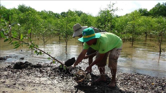 Trà Vinh hỗ trợ phát triển rừng ngập mặn