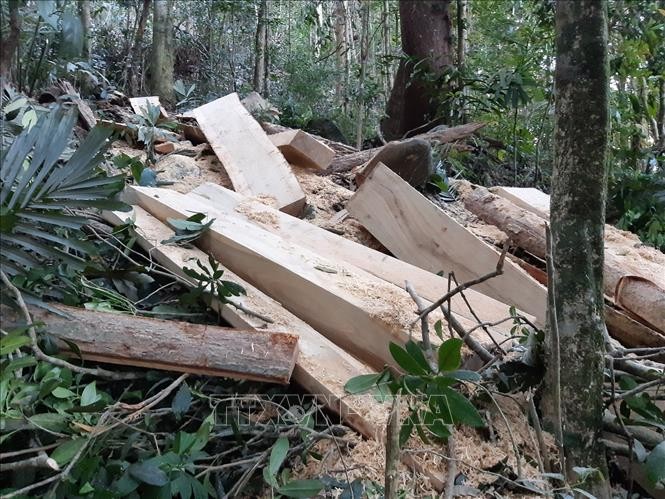 Phát hiện vụ phá rừng trái phép tại huyện Mang Yang